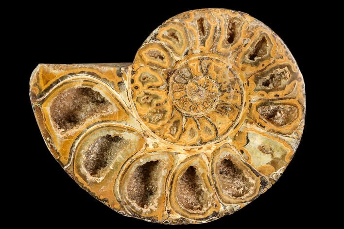 Sliced, Agatized Ammonite Fossil (half) - Jurassic #110738